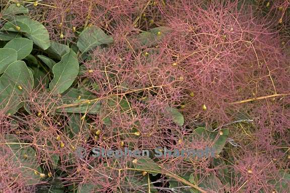 cotinus coggygria 2 graphic